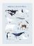 Affiche Animaux Pôle Nord/Sud Living Earth LILIPINSO bleu glacier 1 - vertbaudet enfant 