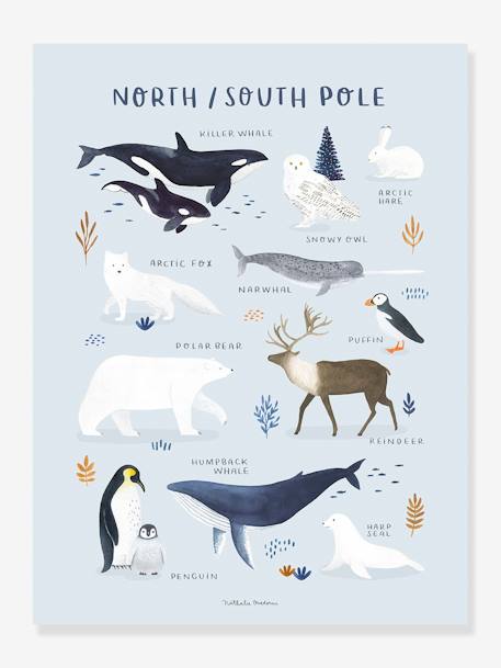 Affiche Animaux Pôle Nord/Sud Living Earth LILIPINSO bleu glacier 2 - vertbaudet enfant 