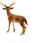 Figurine Cerf de Virginie - SCHLEICH Wild Life 14818 - Bois de 60mm - Pour Enfant Garçon et Fille BEIGE 4 - vertbaudet enfant 